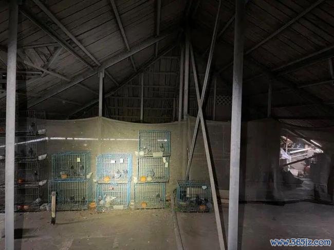 上海住户饱受“鸽患之痛” 邻里苦不行言